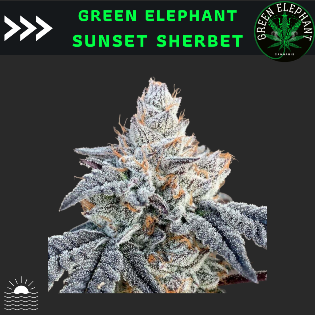 Sunset sherbet feminized (Pack 5 seeds)