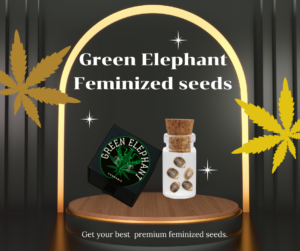 Feminized Marijuana Seeds