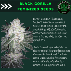 Black Gorilla Feminized Marijuana Seeds