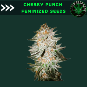 Cherry Punch feminized (Pack 5 seeds)