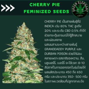 Cherry Pie Feminized