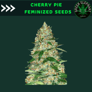 Cherry pie feminized (Pack 5 seeds)