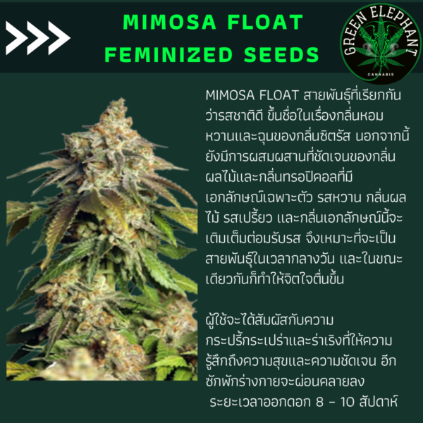 Mimosa Float feminized (Pack 5 seeds)