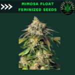 Mimosa Float feminized (Pack 5 seeds)