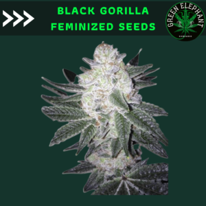 Black Gorilla Feminized Marijuana Seeds