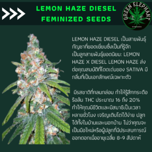 Lemon haze diesel feminized