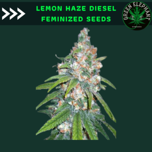 Lemon haze diesel feminized