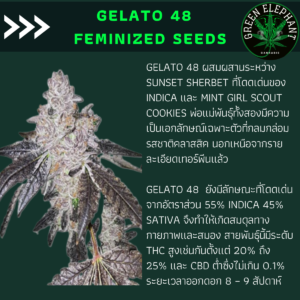 Gelato 48 feminized (Pack 5 seeds)