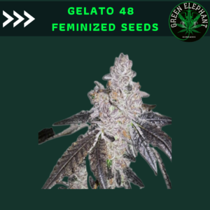 Gelato 48 feminized (Pack 5 seeds)