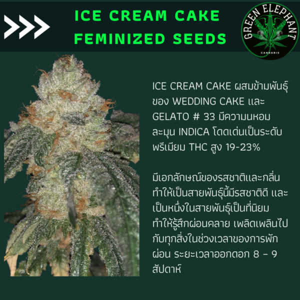 Ice cream cake feminized