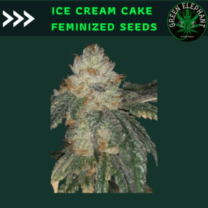 Ice cream cake feminized